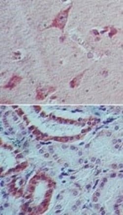 IL-22 Antibody (8F11E2) - Azide and BSA Free, Novus Biologicals 0.1 mg;